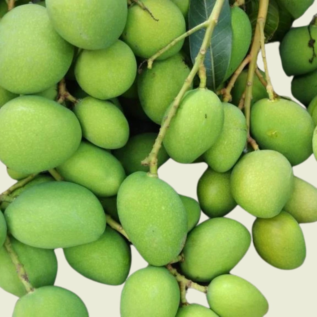 TH-Mini Saurer Grüner Mango500g/มะม่วงเปรี้ยวพวง