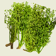 Sadaow Blumen /สะเดาดอก 100g