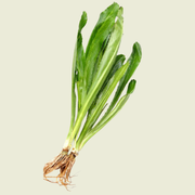 Parsley/ผักชีฝรั่ง 100g.