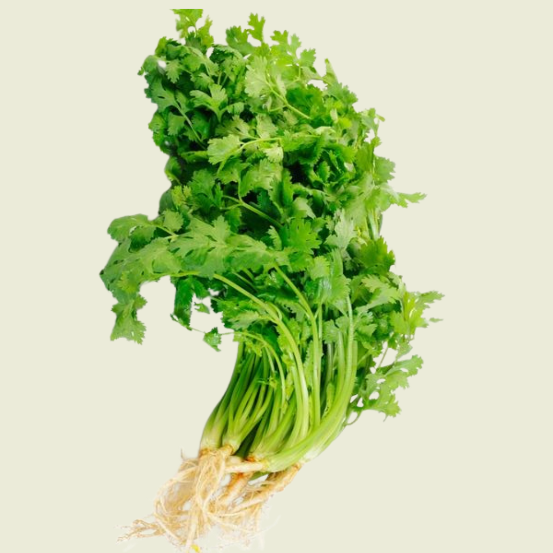 Koriander/ ผักชีจีน 100g