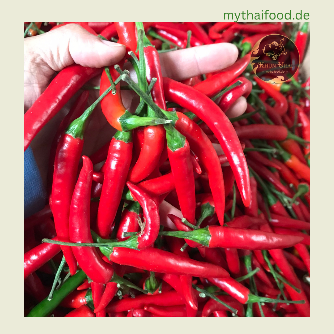 Rote Jinda Chilie/พริกแดงจินดา