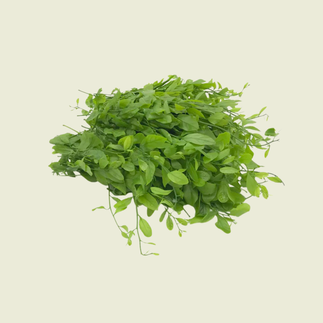 Phak Wan/ผักหวานป่า 100g