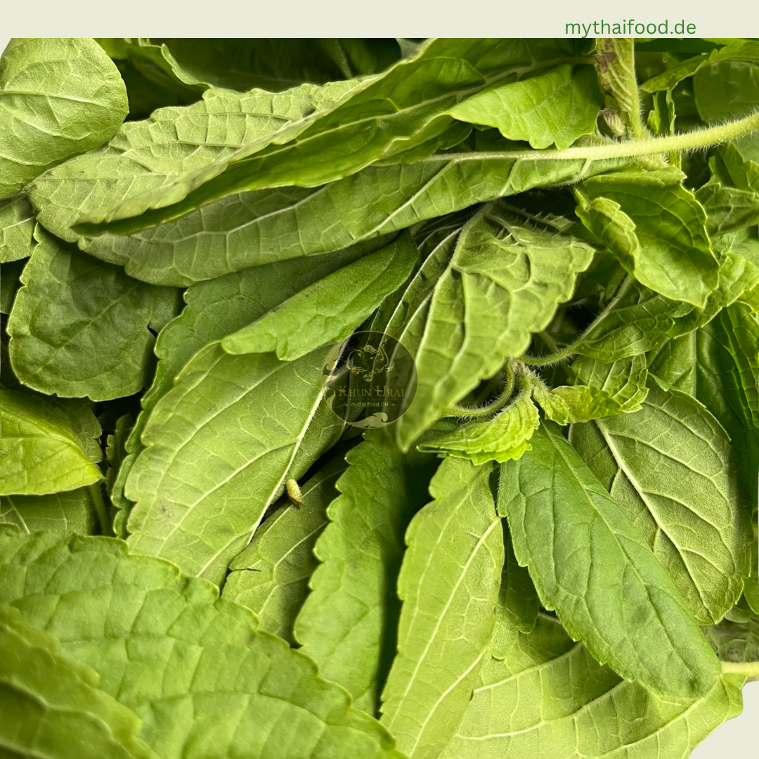 V-Holy Basilikum/Kra Praow/กระเพรา 100g