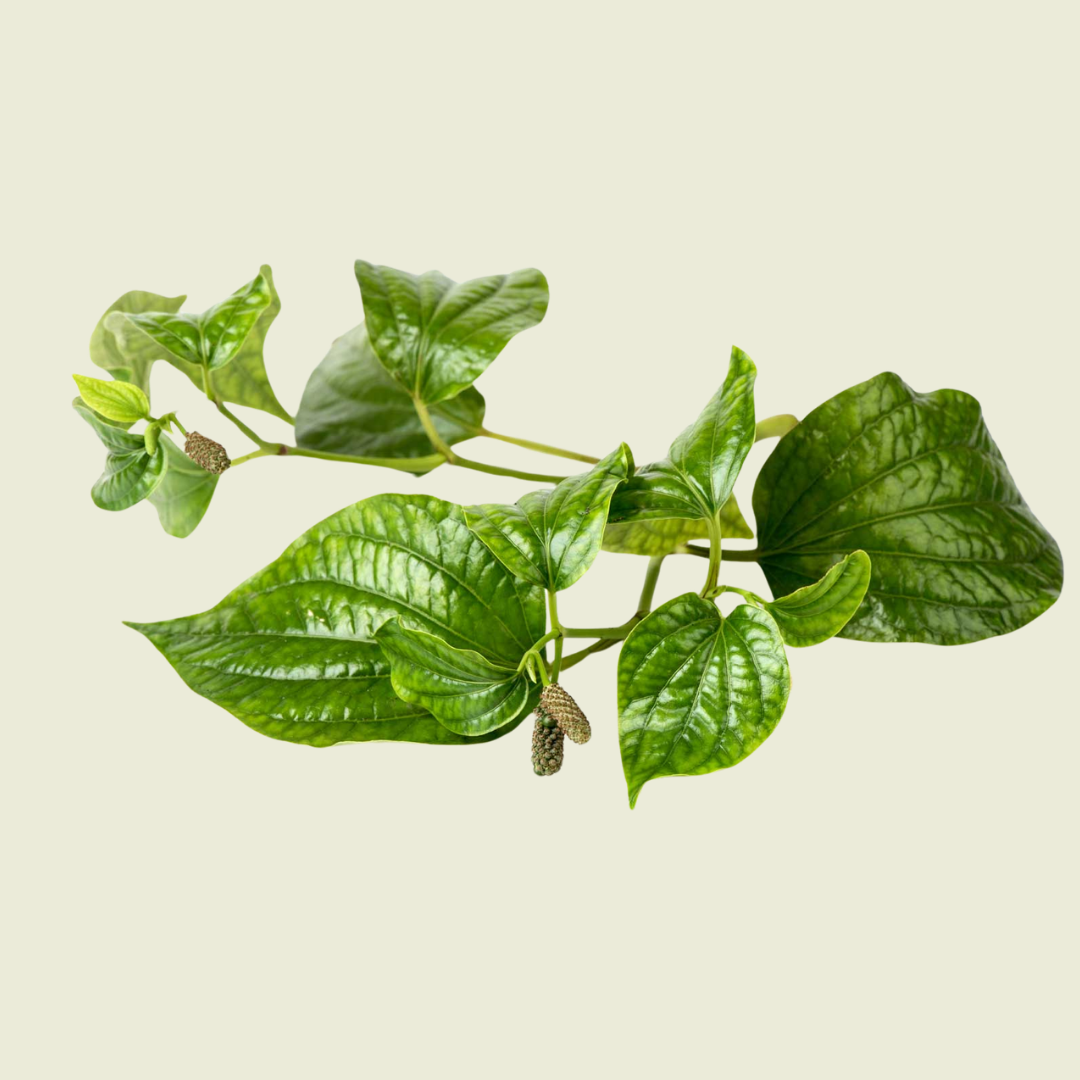 V-Cha Plu/ ชะพลู 100g