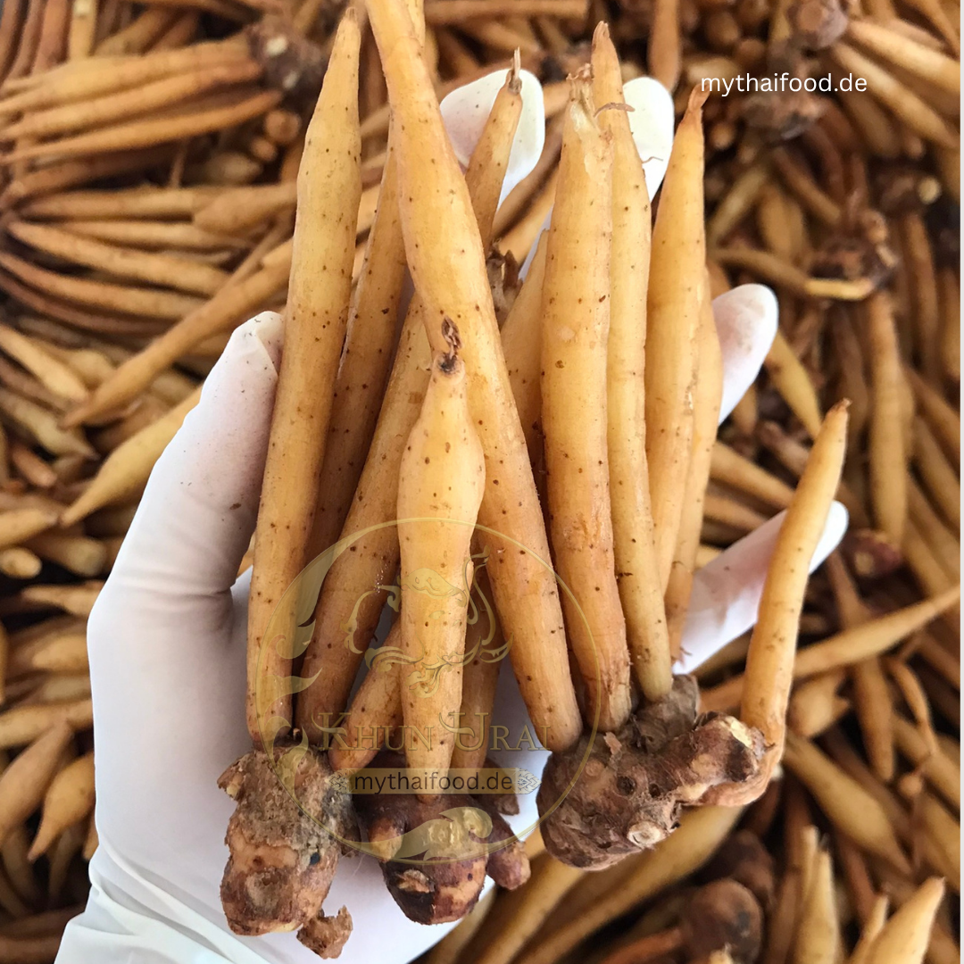 Kaemfer/Krachai/กระชาย