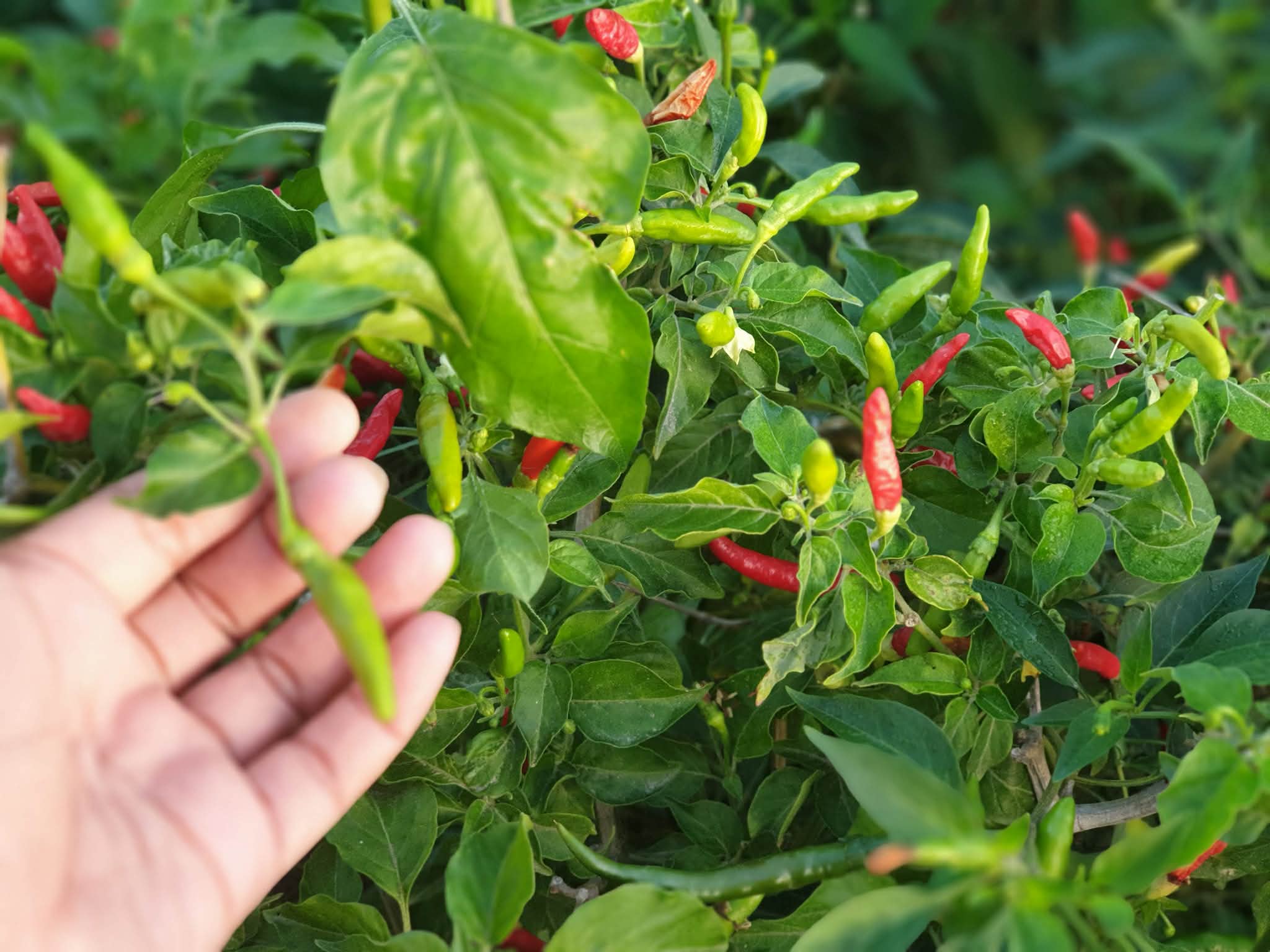 Mini Grüne Chilli Birds Eye 100g/พริกขี้หนูสวน