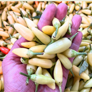 Laos Chilie500g/พริกลาว