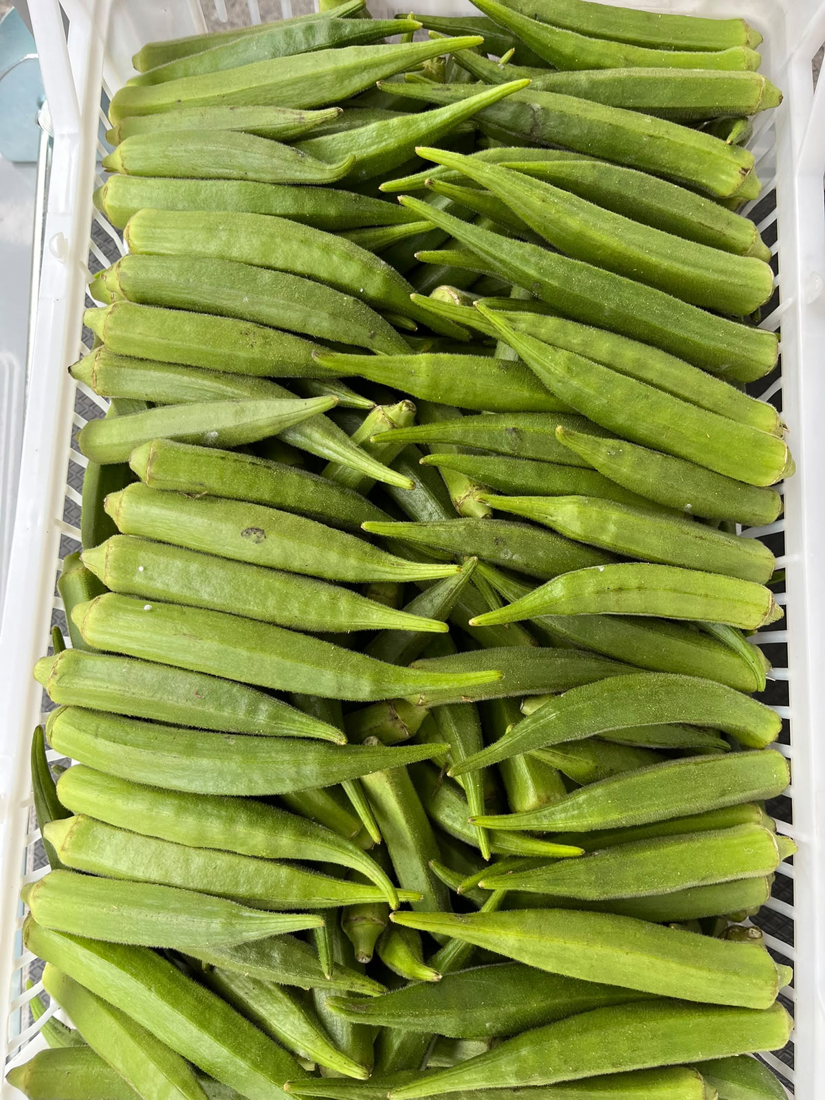Okra 1000g/ดอกกระเจี๊ยบสด