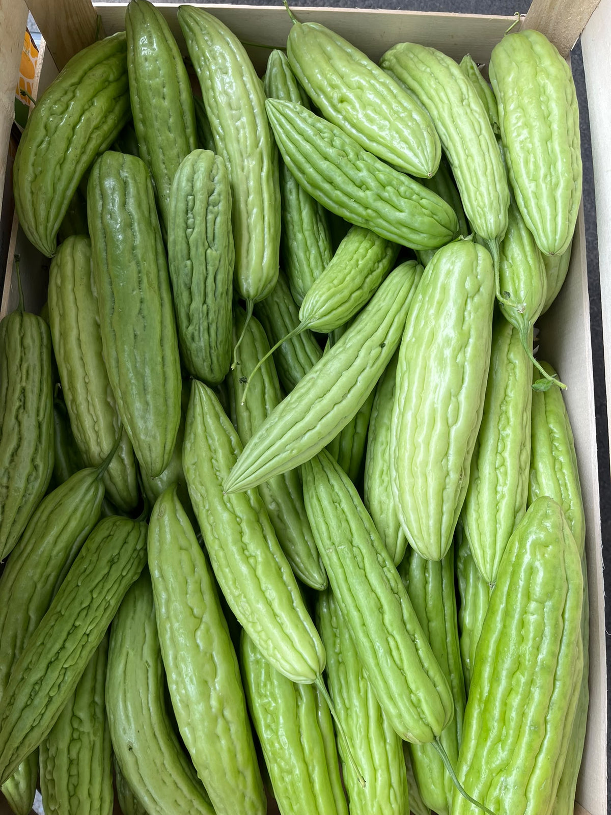 Bitter Melone1000g/มะระจีน